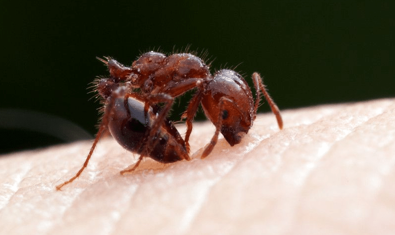 le formiche mordono