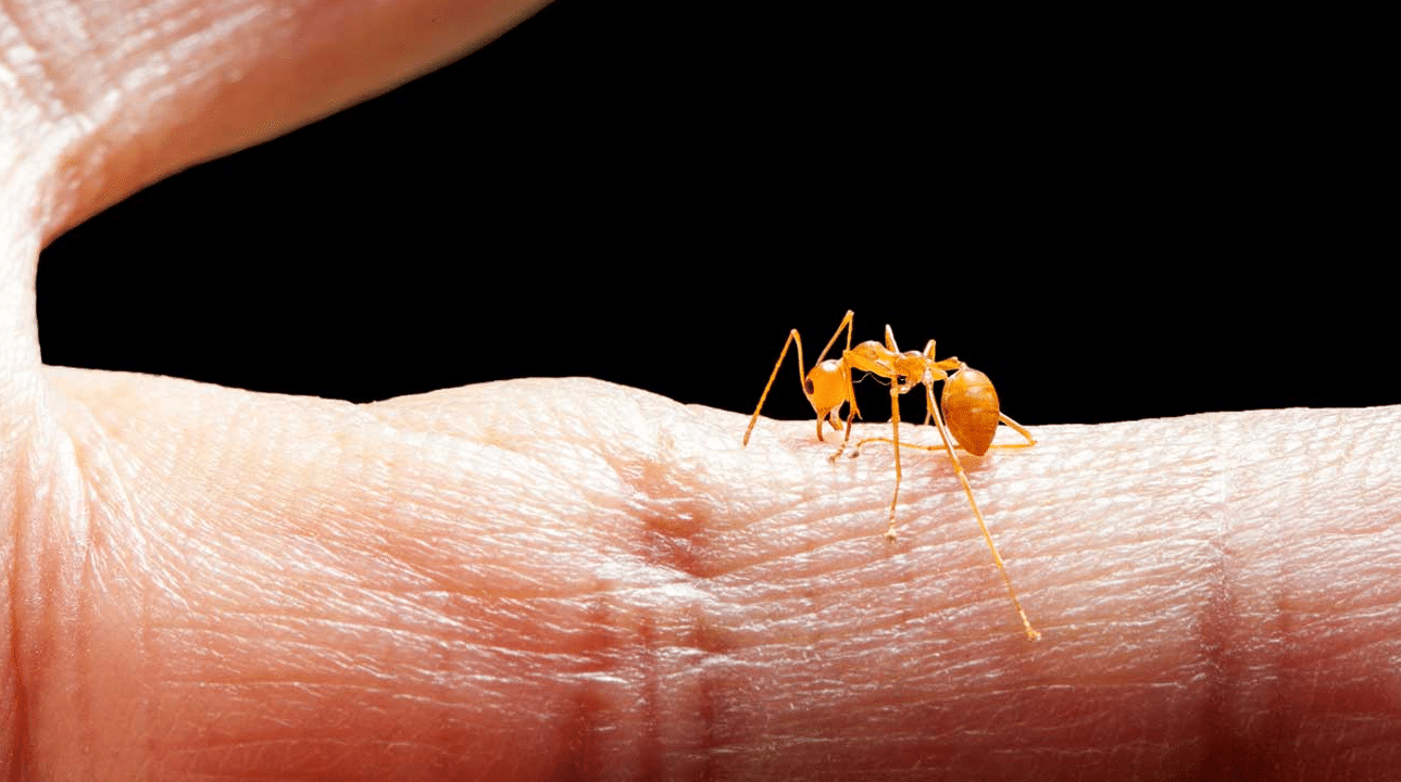 punture di formiche