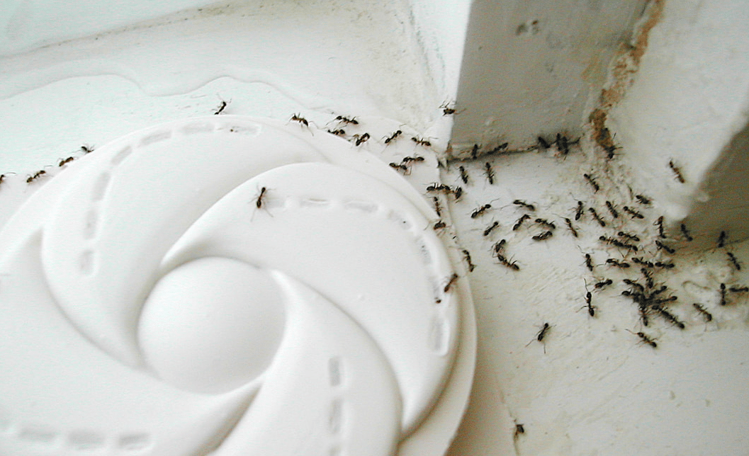 esca per formiche