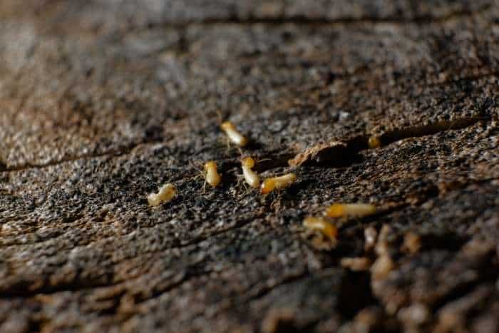 Foto di una colonia di termiti del legno