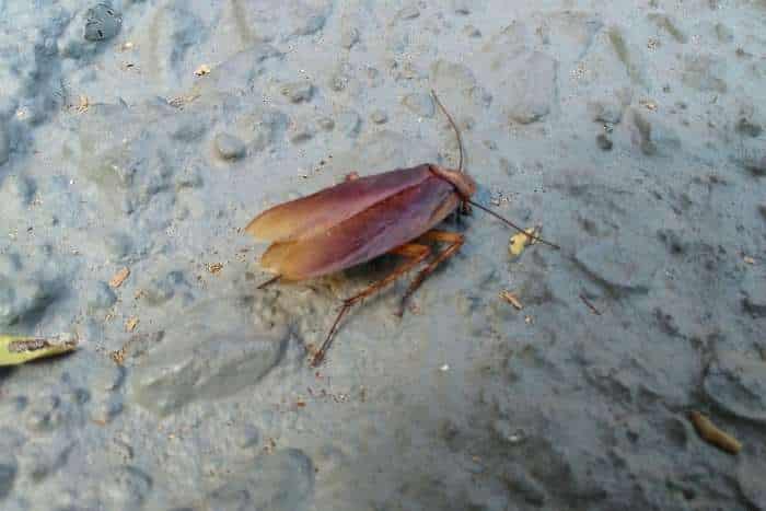 Gli scarafaggi cosa mangiano: Immagine di Blatta dei mobili