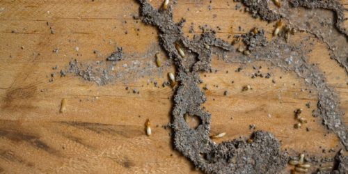 Come riconoscere termiti in casa