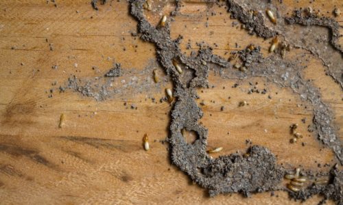 Come riconoscere termiti in casa