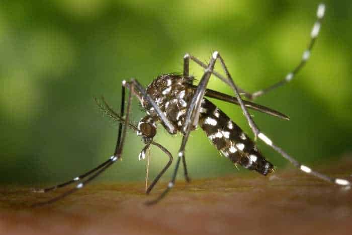 Specie di zanzare: Zanzara tigre