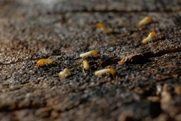 Gruppo di termiti del legno