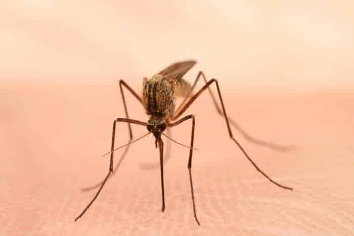 Immagine di specie di zanzare comune