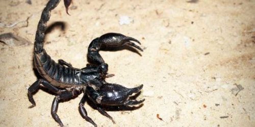 Gli scorpioni sono velenosi?