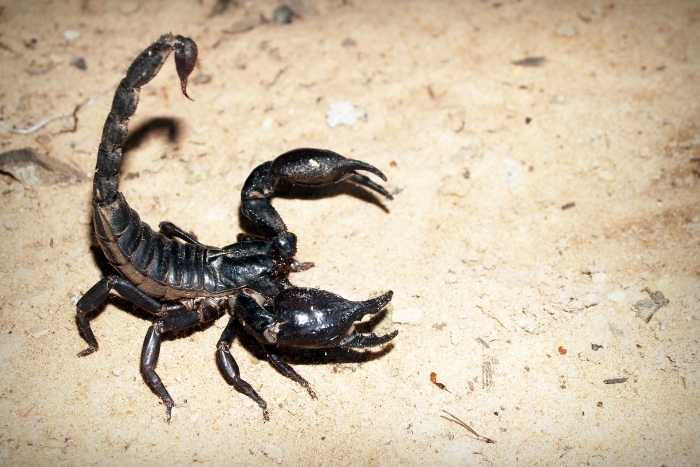 Al momento stai visualizzando Gli scorpioni sono velenosi?