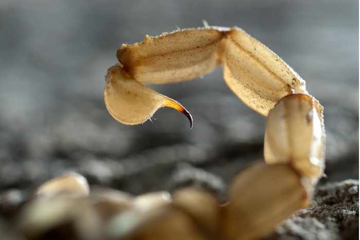 Foto di scorpione coda gialla