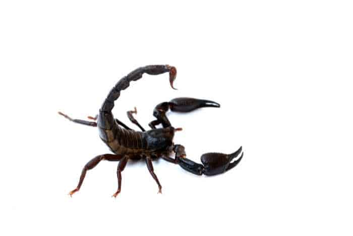 Foto di scorpione nero velenoso
