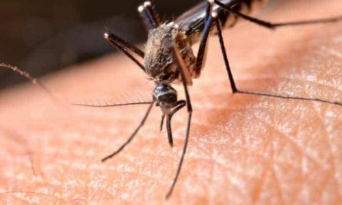 Malattie trasmesse dalle zanzare
