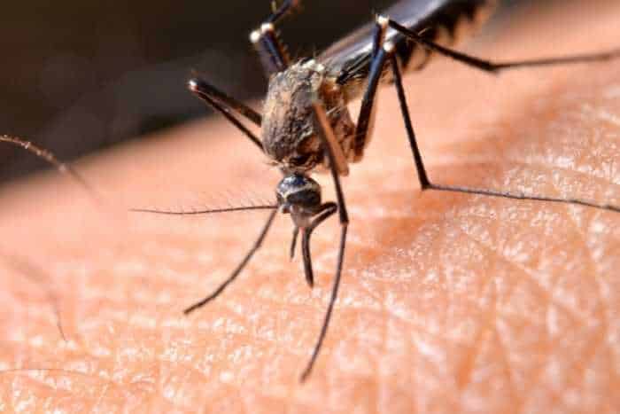 Al momento stai visualizzando Malattie trasmesse dalle zanzare