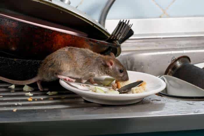 Foto di topo in cucina da eliminare con un intervento di derattizzazione roma