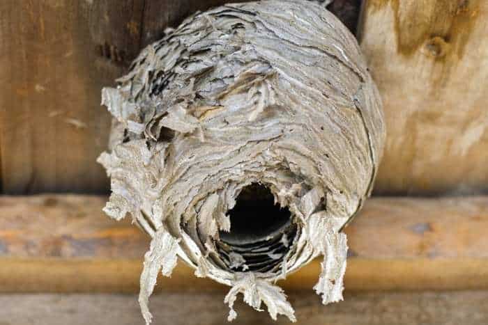 Immagine di nido di vespe