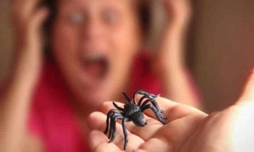 Come superare la fobia dei ragni?