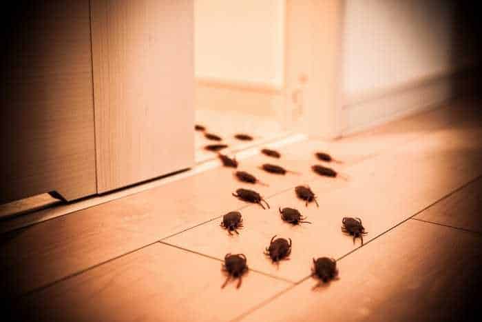 Foto di scarafaggi in casa