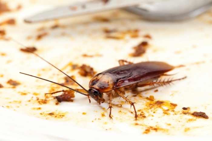 Foto di scarafaggio in cucina