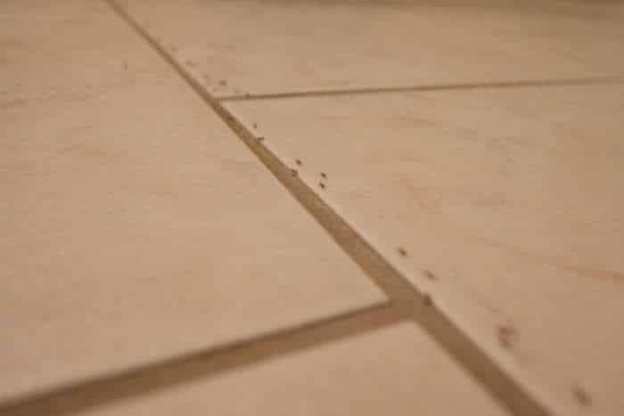 Esempio di formiche in cucina