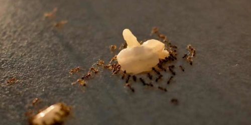 Come Eliminare le Formiche in Cucina?