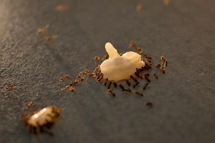 Al momento stai visualizzando Come Eliminare le Formiche in Cucina?