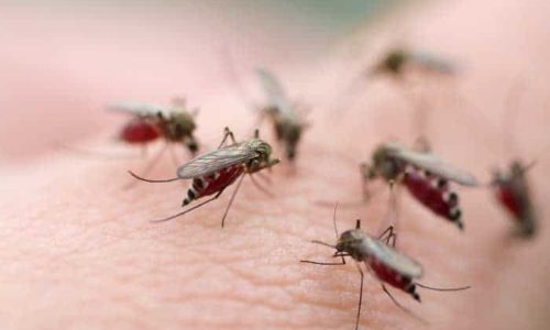 Come prevenire le punture di zanzare