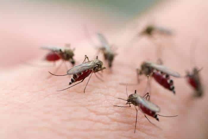 Al momento stai visualizzando Come prevenire le punture di zanzare
