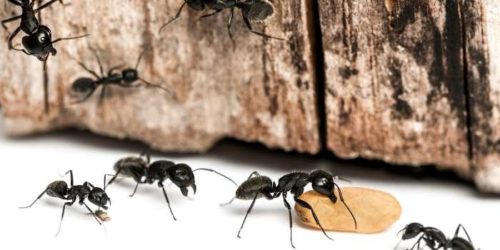 Cosa mangiano le formiche?