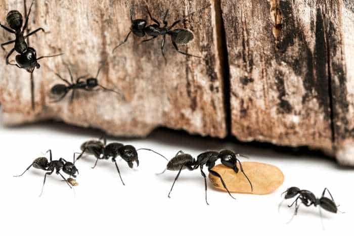 Al momento stai visualizzando Cosa mangiano le formiche?