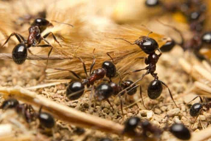Foto di formiche nere