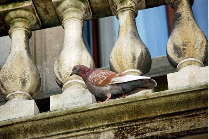 Foto di piccione sul balcone