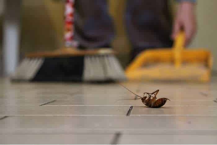 Foto di scarafaggio in casa
