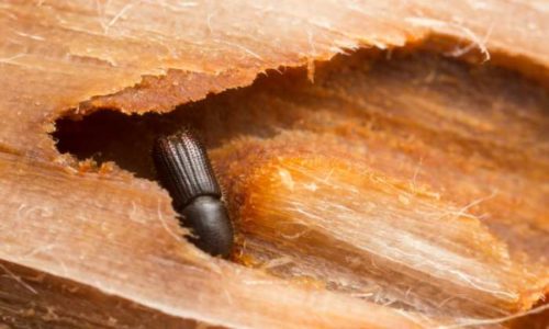 Come eliminare i tarli del legno?
