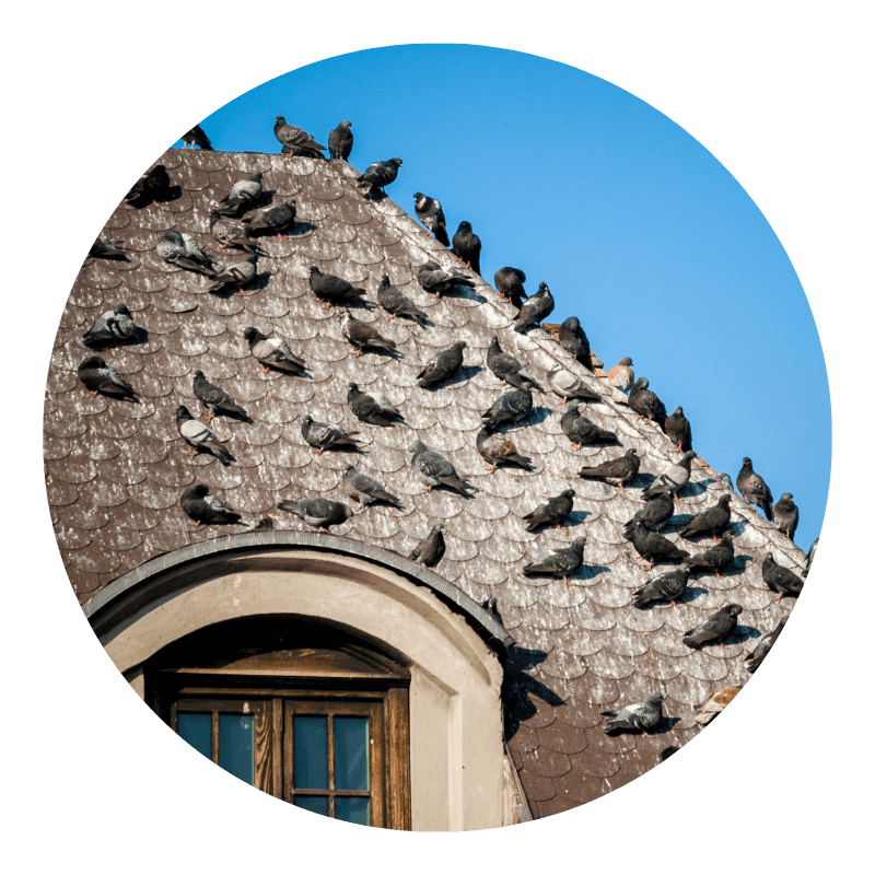 immagine di un'infestazione di piccioni sul tetto di una casa